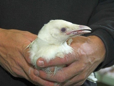 В Шотландии спасли редкого птенца белой вороны