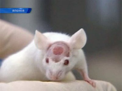 Японские исследователи вырастили человеческую печень в голове у мышей